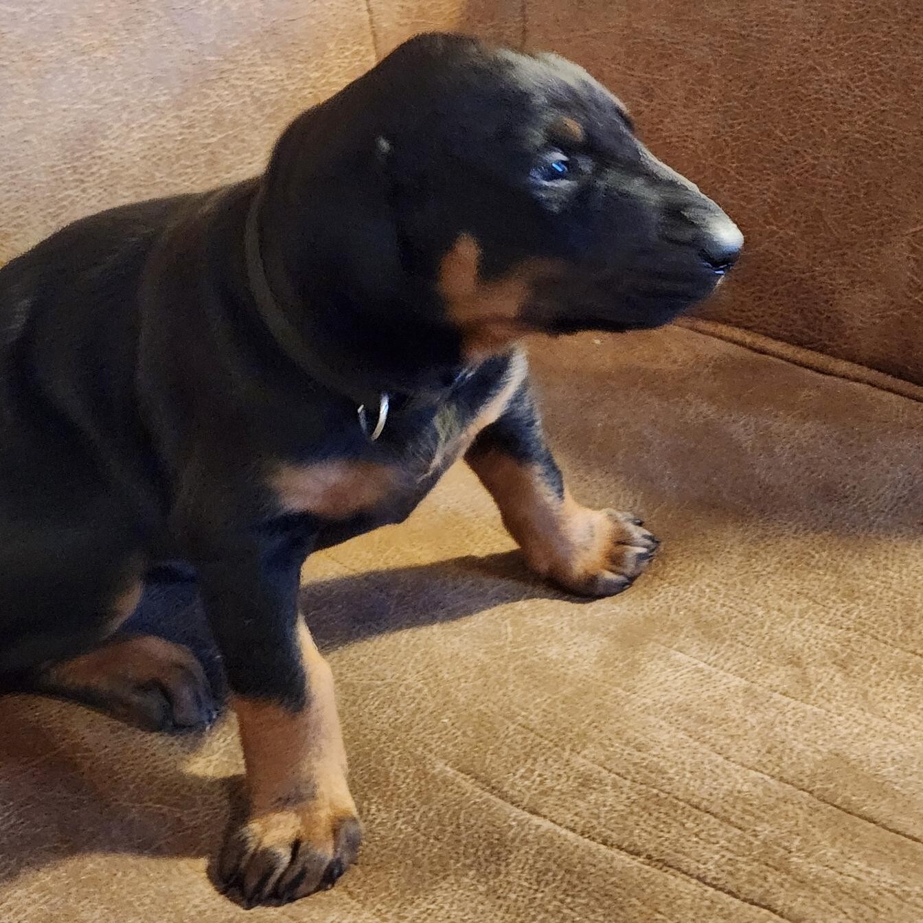 blacky