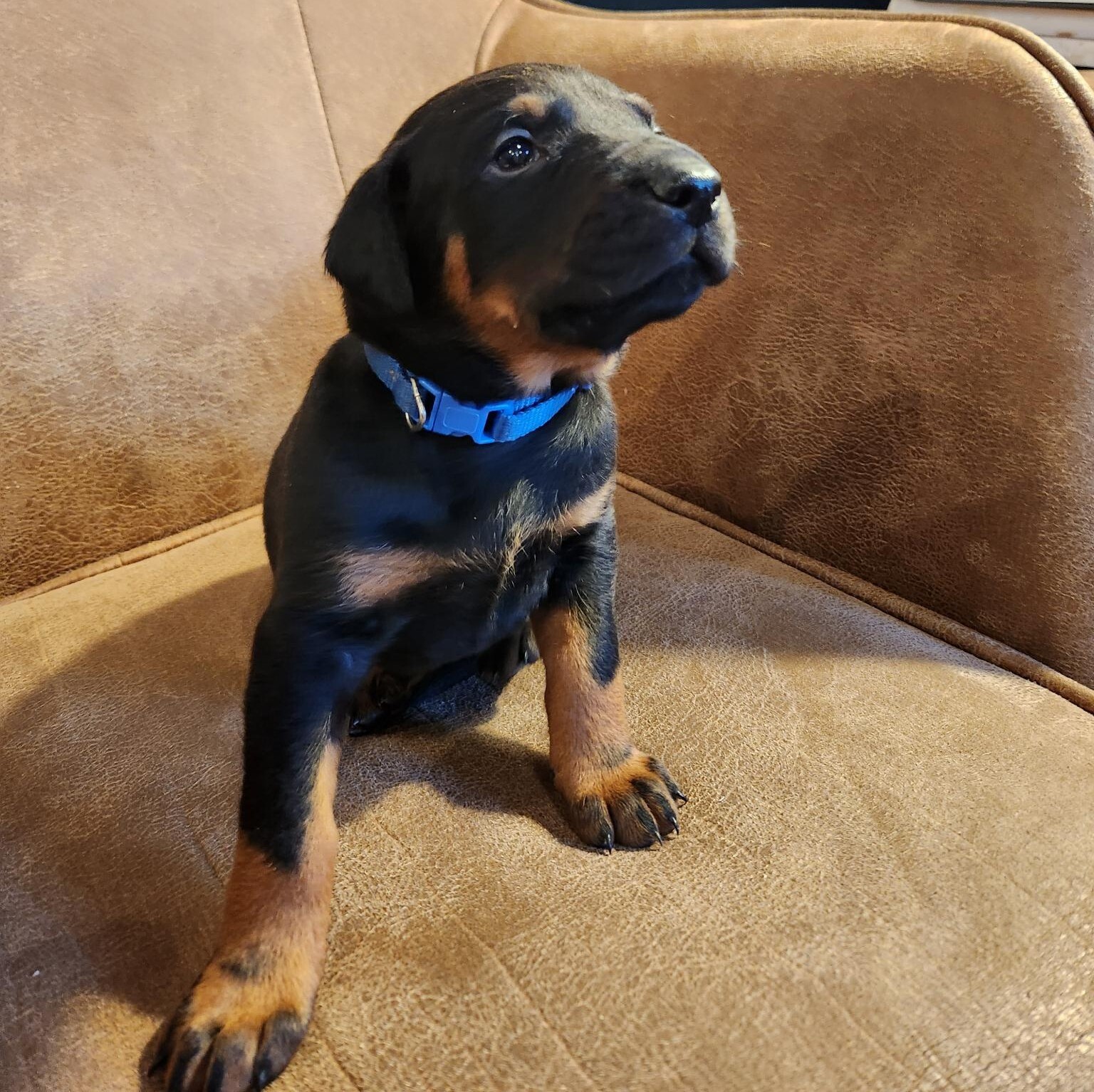 bluey